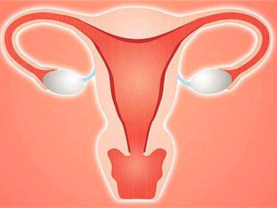 揭秘女性卵巢保养的最好食物?女性保养卵巢有什么推荐食物?