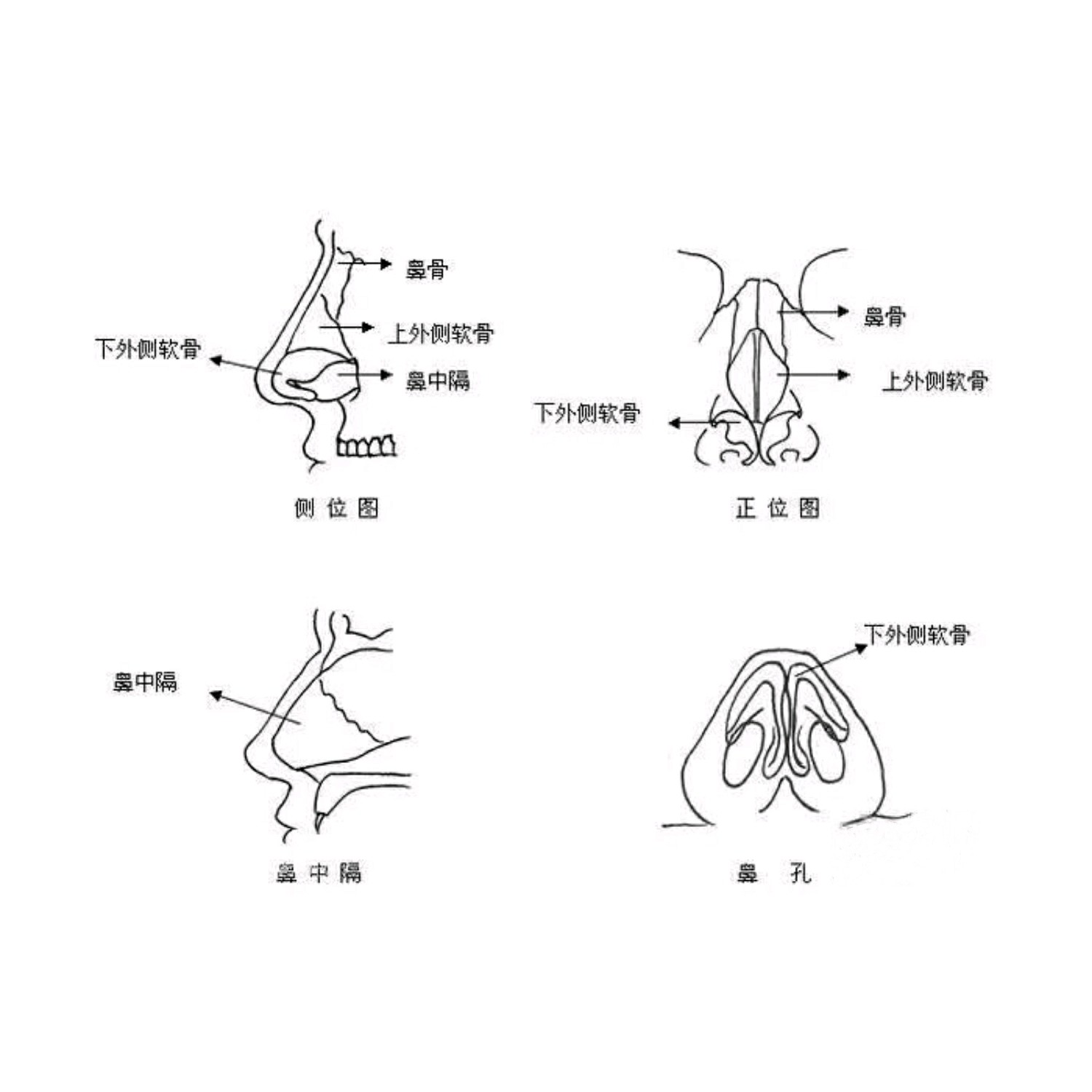 垫鼻尖图解图片