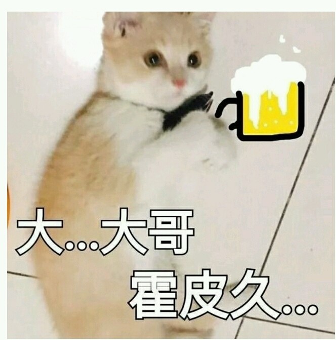 表情包里的傻猫猫,还蛮可爱