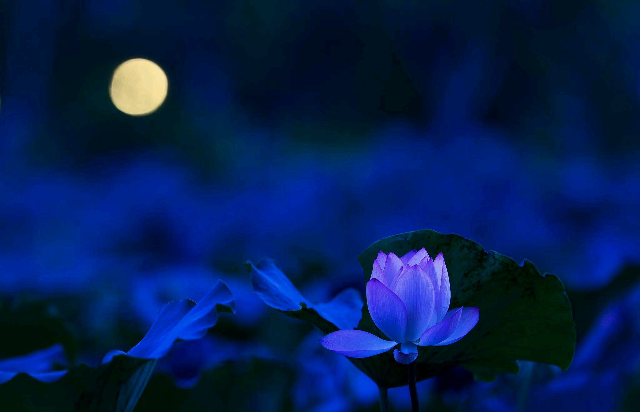 荷塘月色,恰如其分,月亮总是这么温柔,披着一层朦胧的面纱,让人浮想