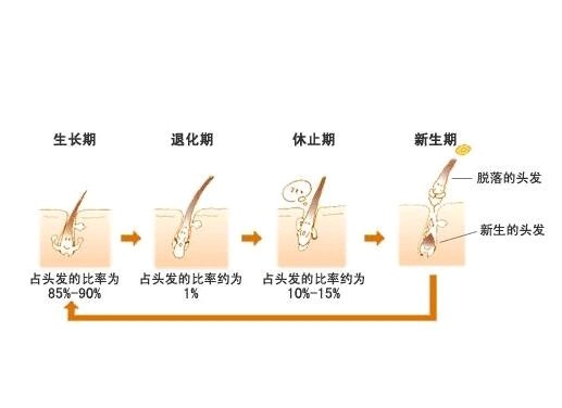 涂了药反而狂脱发,难道只能生无可恋等秃吗?