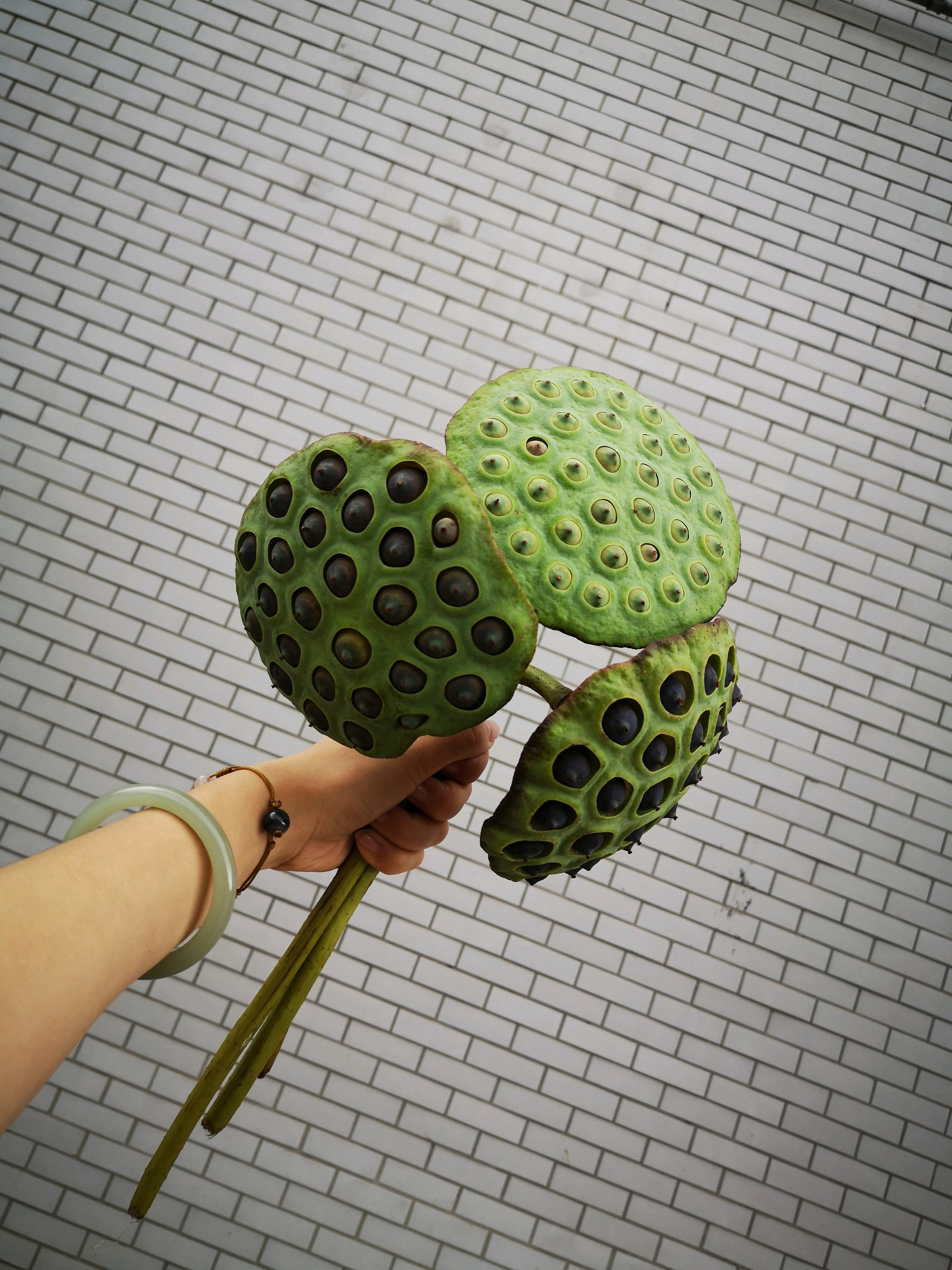 今日份色彩,夏日的颜色,莲蓬.