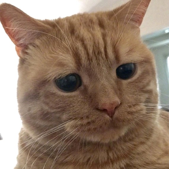 橘猫委屈的小表情像极了明天还要上班的我