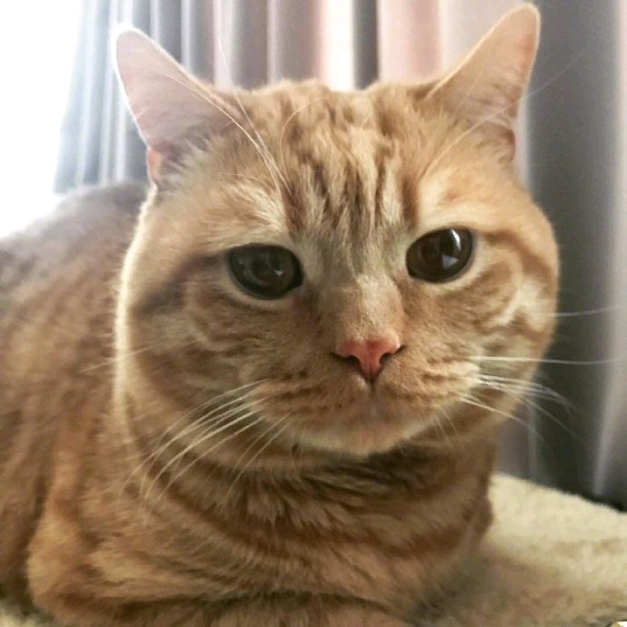 橘猫委屈的小表情像极了明天还要上班的我