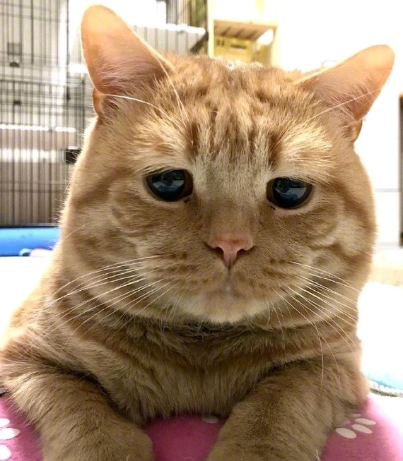 橘猫委屈的小表情像极了明天还要上班的我