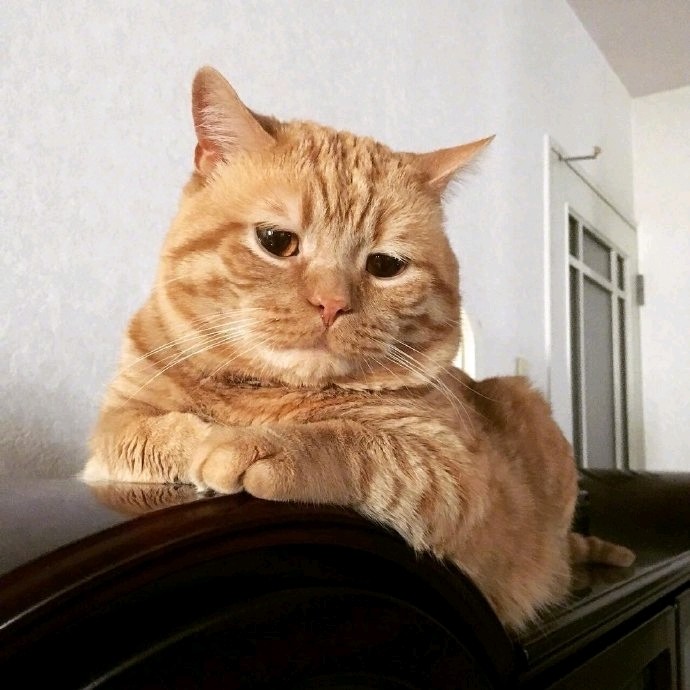 橘猫委屈的小表情像极了明天还要上班的我