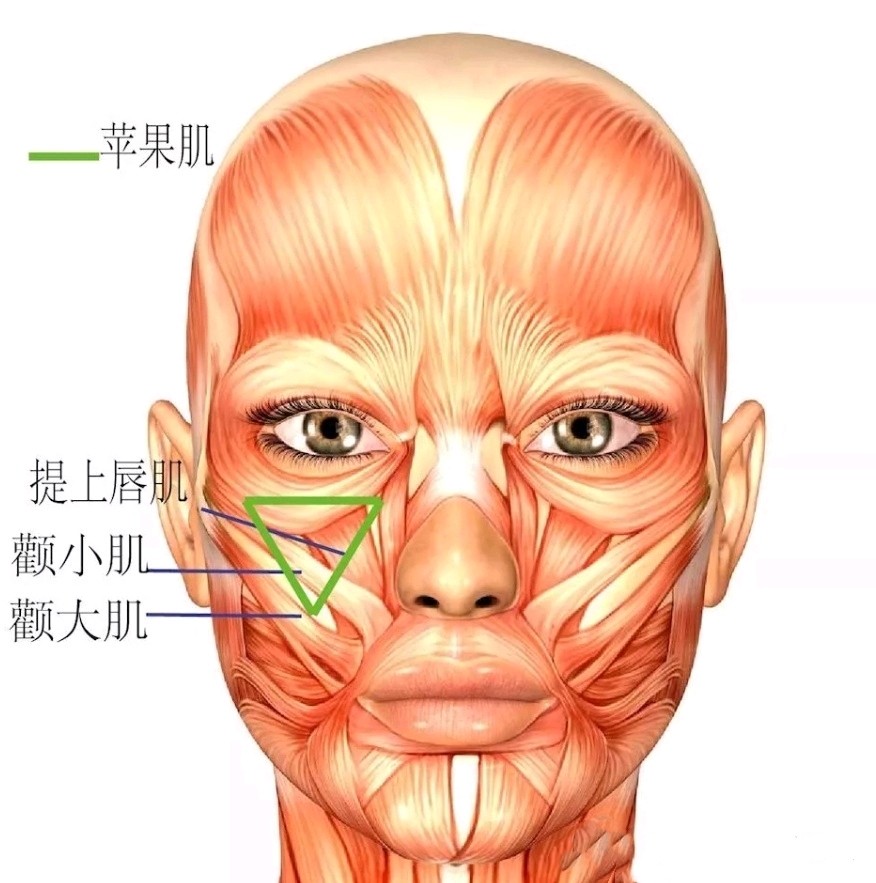 颧肌图片