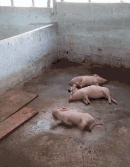 255_327竖版 竖屏gif 动态图 动图