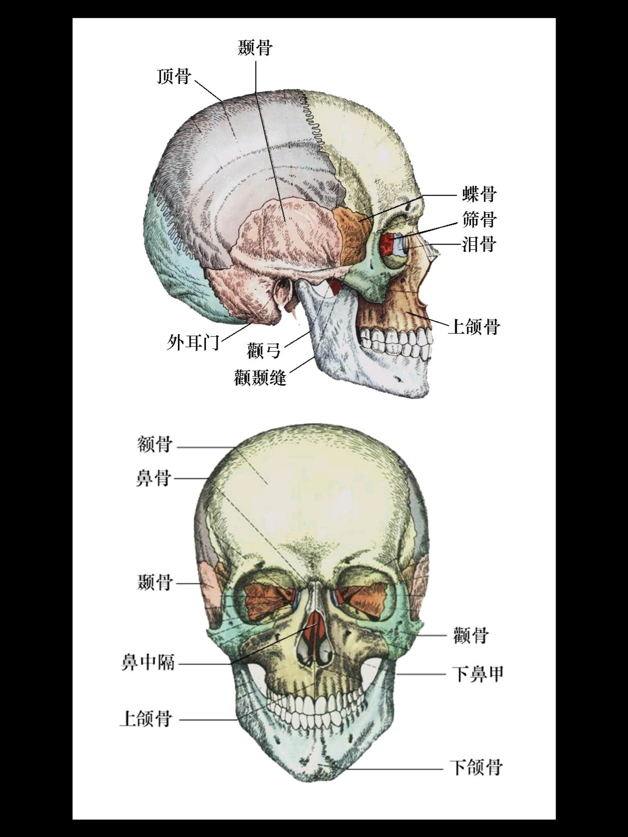 人中长容易被认为是显老的特征之一,因为人的人中会随着时间流逝,渐渐