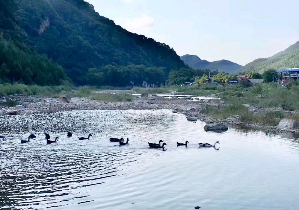 春江水暖鸭先知