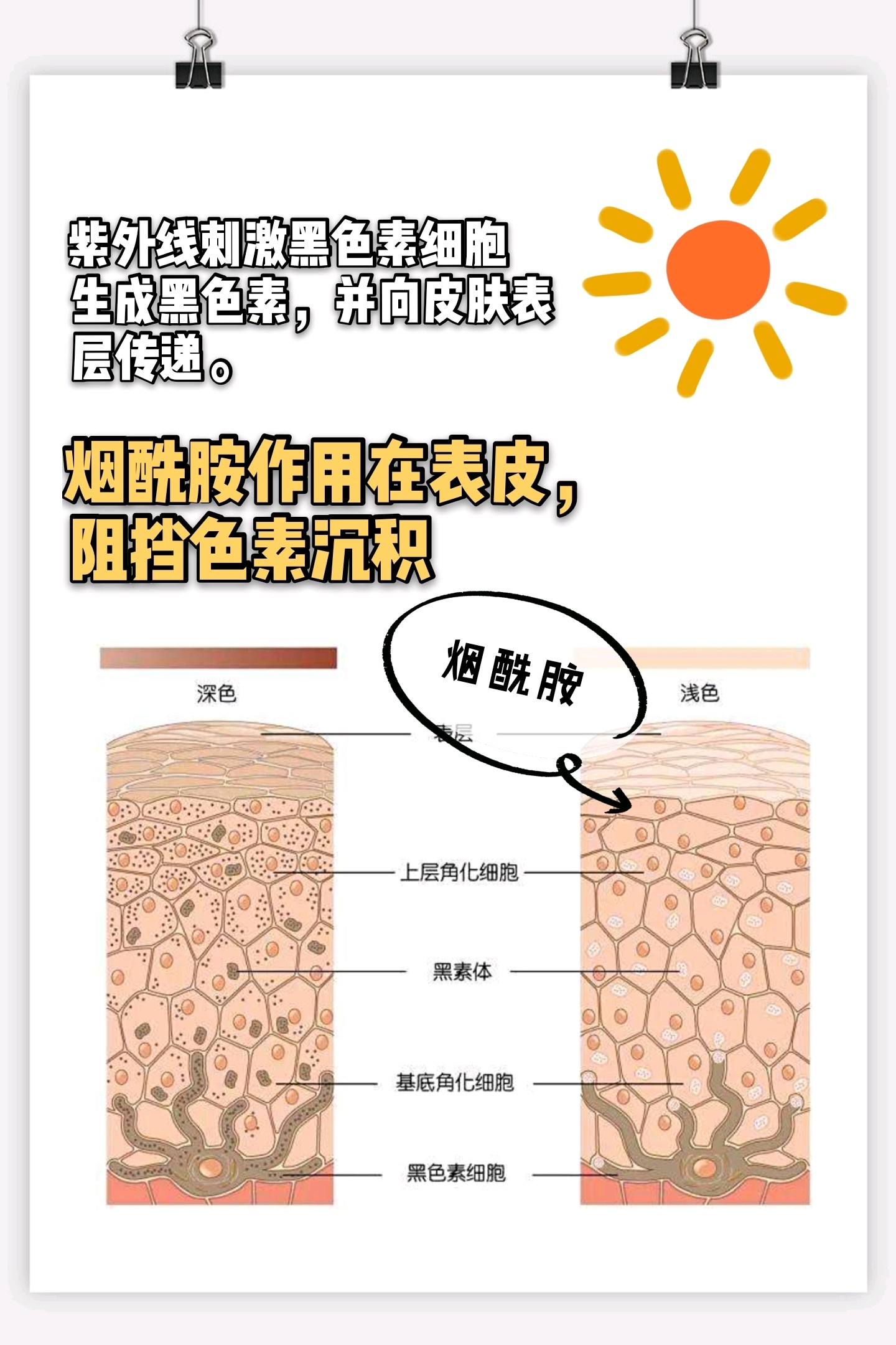 为什么烟酰胺成分会更受大牌美白护肤品青睐