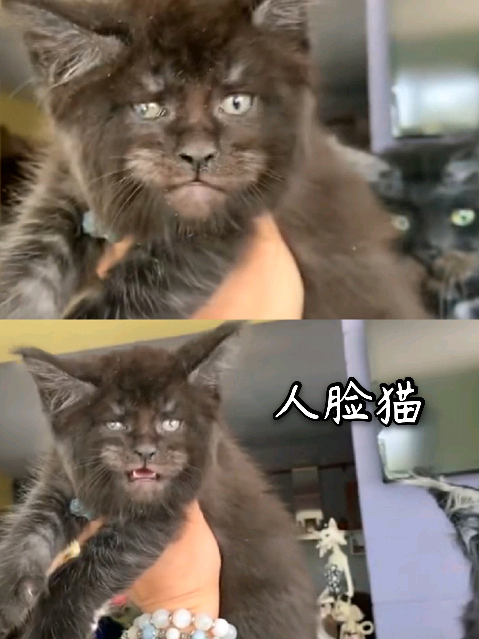 人系美猫 猫系美人 猫属性还得看中庭 近日 圈子 新氧美容整形