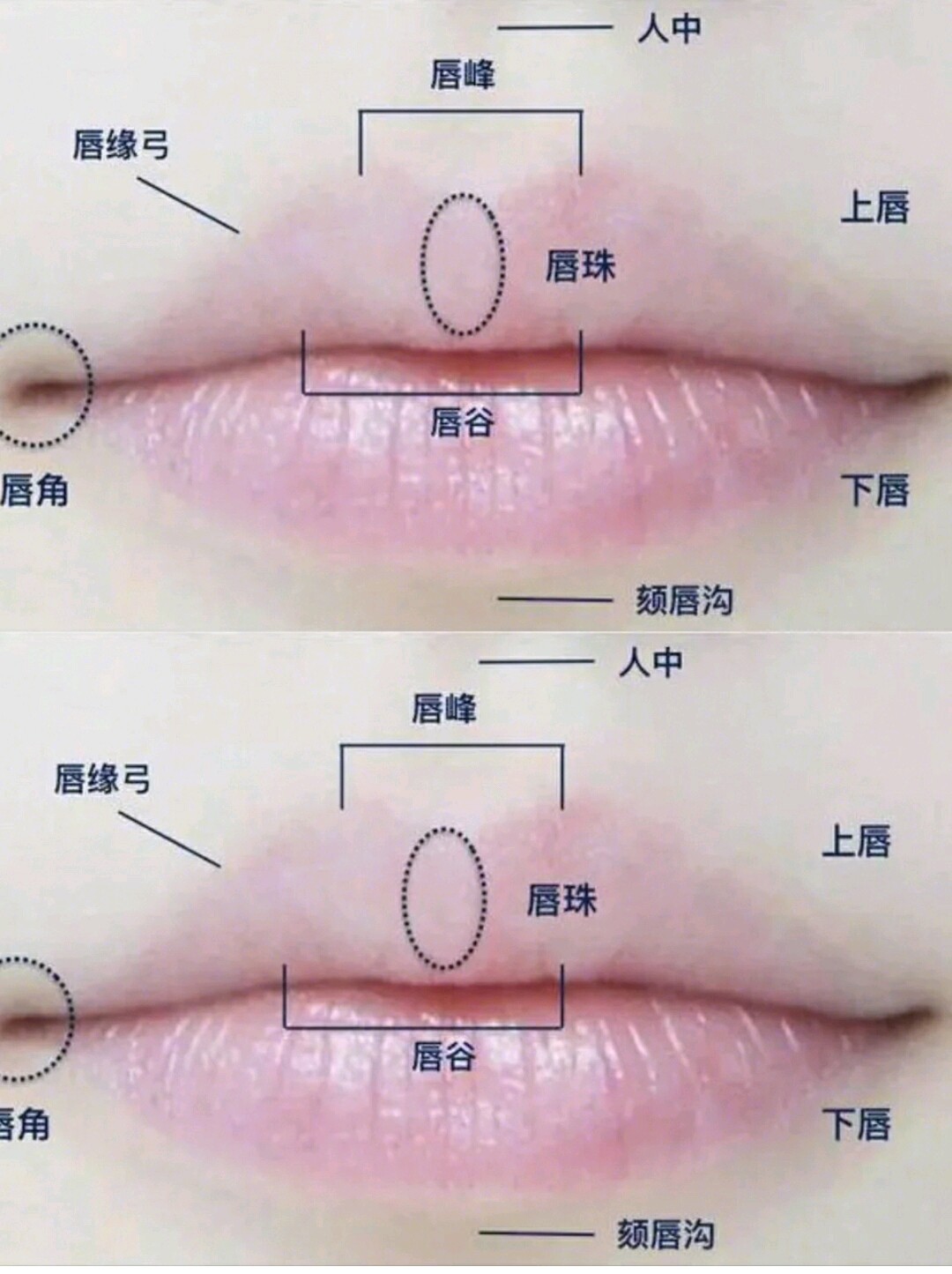 标准唇比例图解图片
