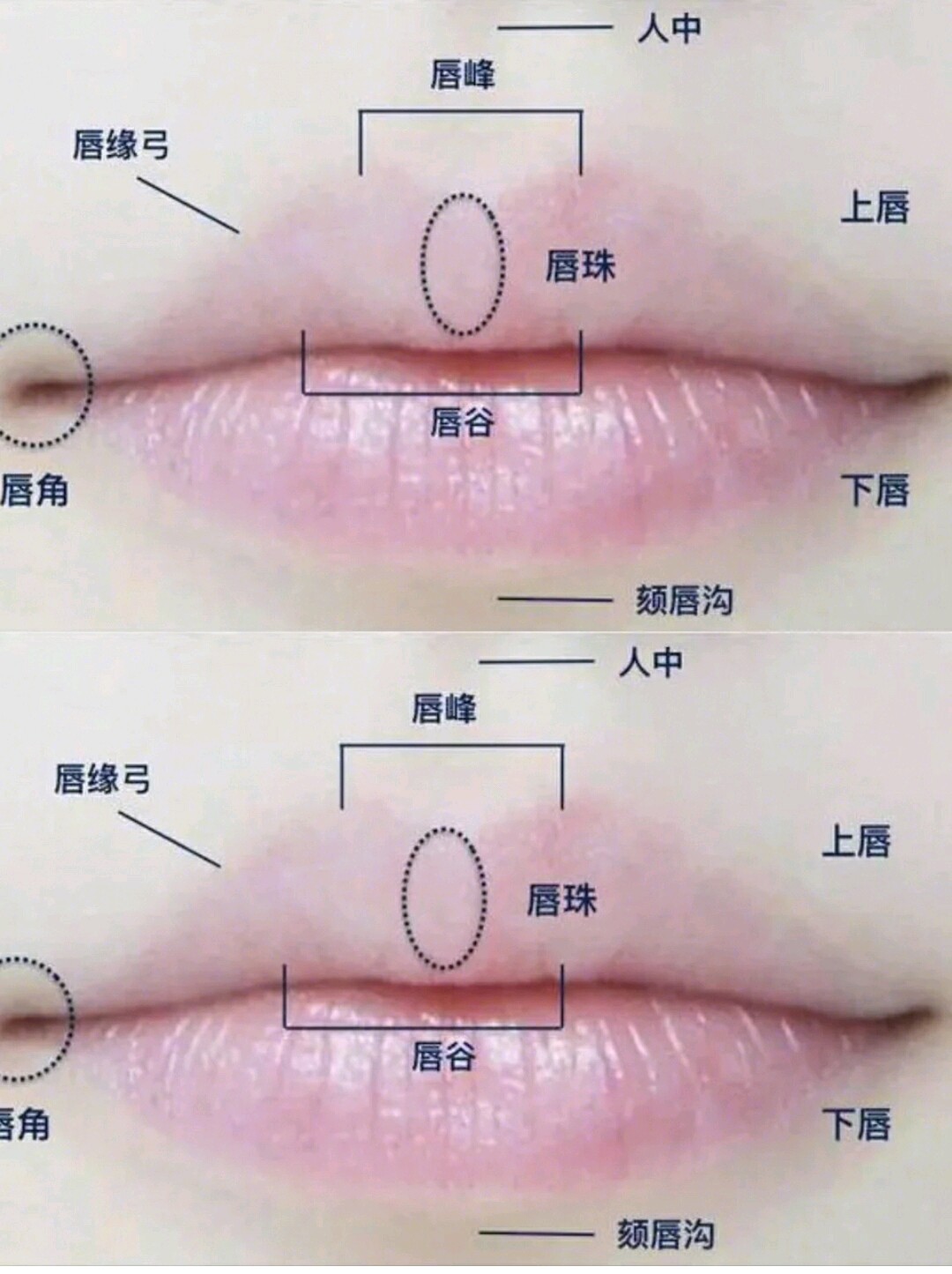 嘴唇位置对面部的重要性大多数人应该都与我之前一样忽