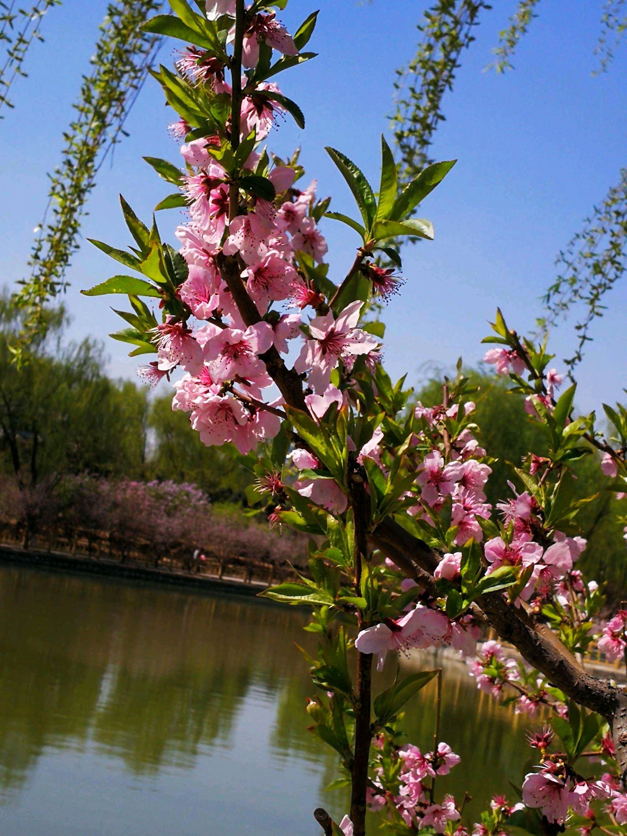 要问花儿美不美