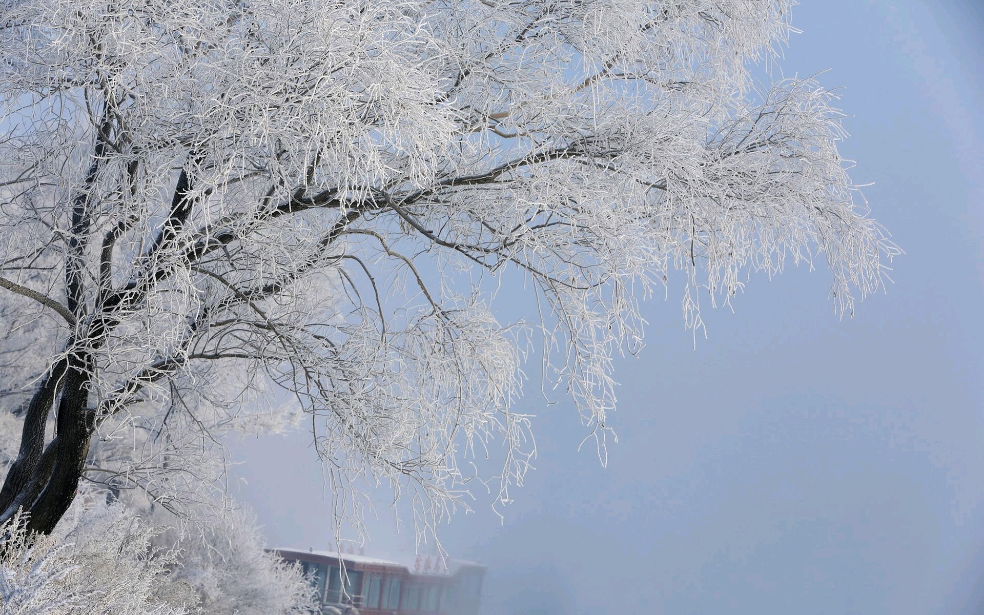 非冰非雪皆是霜,吉林霧凇島.