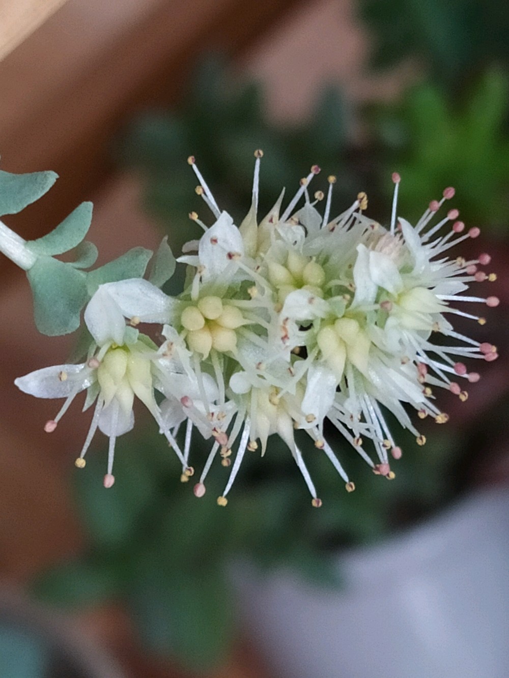 休眠的子持莲华