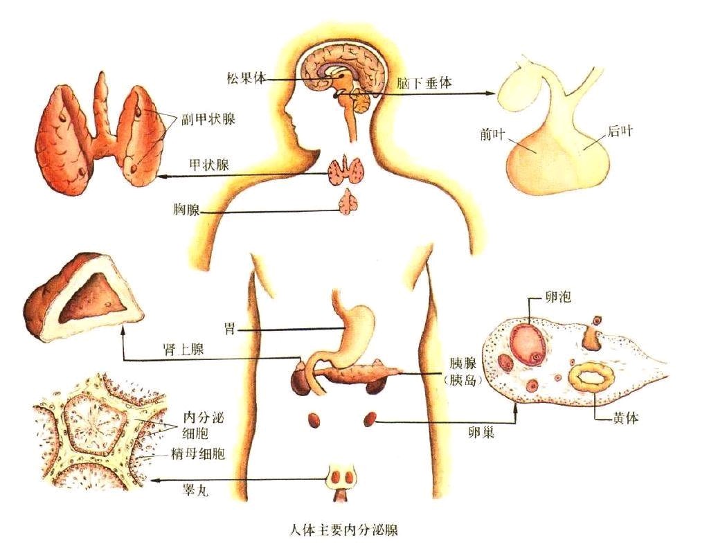 02头发稀少,薄,细软,易出油用什么方法能让头发长