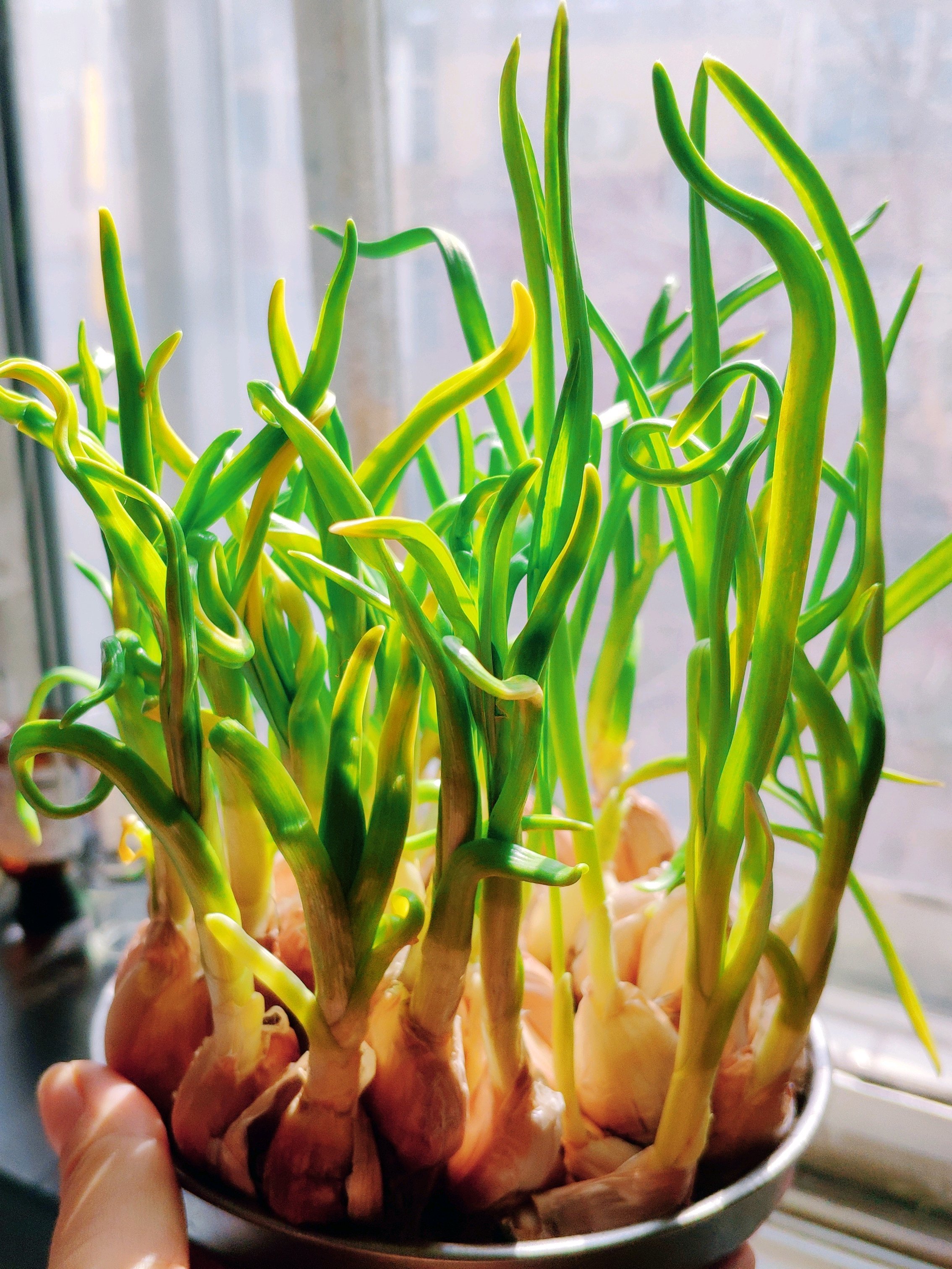 栽蒜苗比较实在