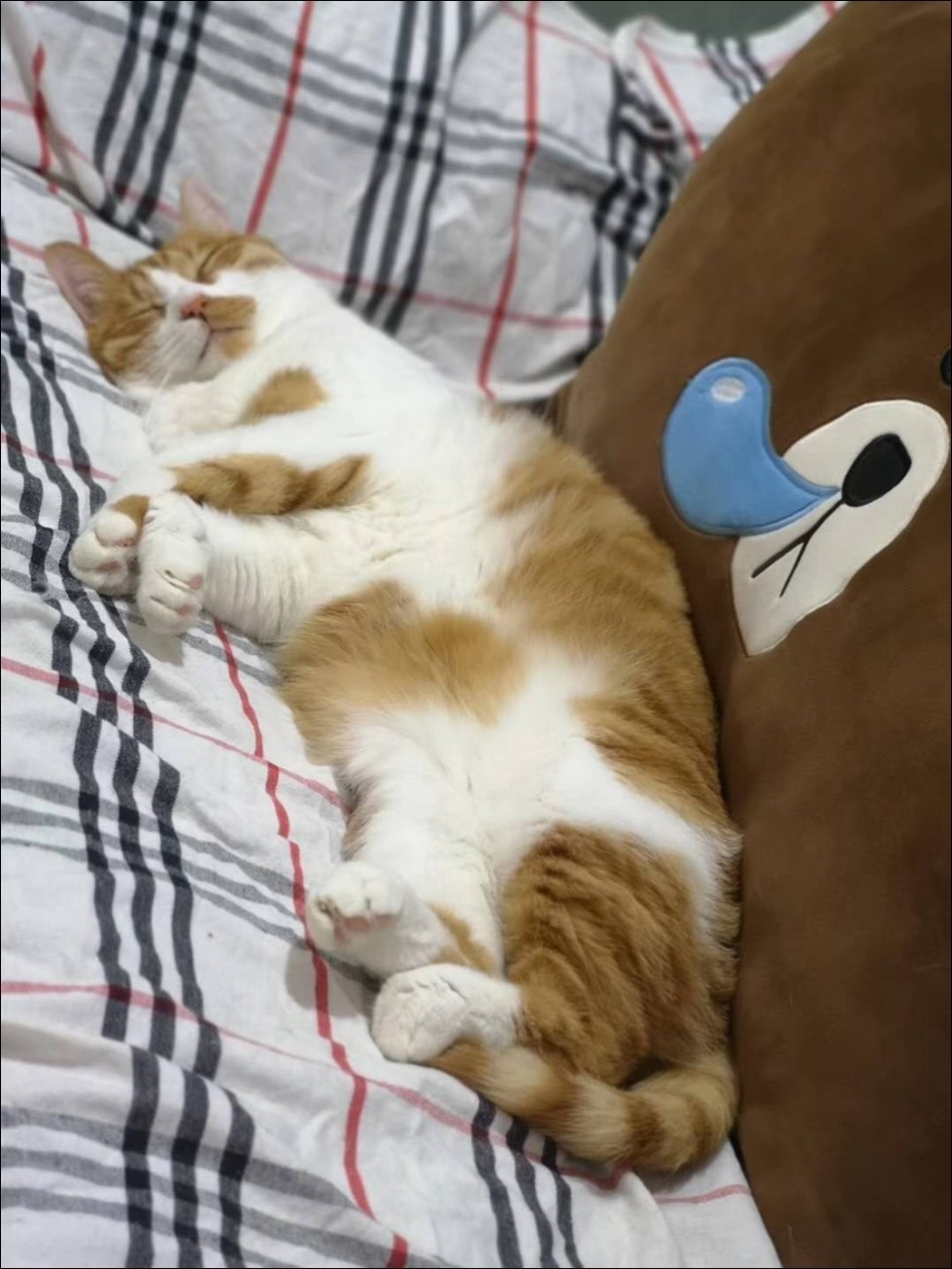 宅在家里的100种方式看家里的猫睡成一对儿情头