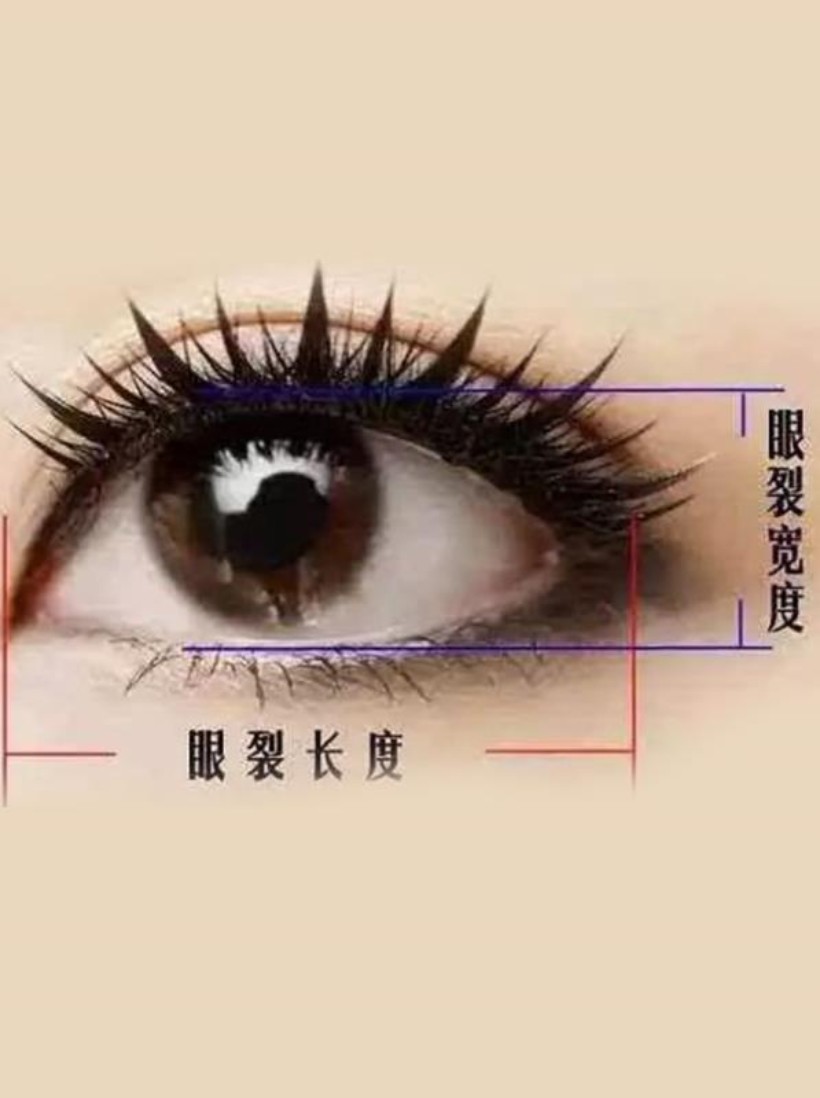 什么是下眼睑下至