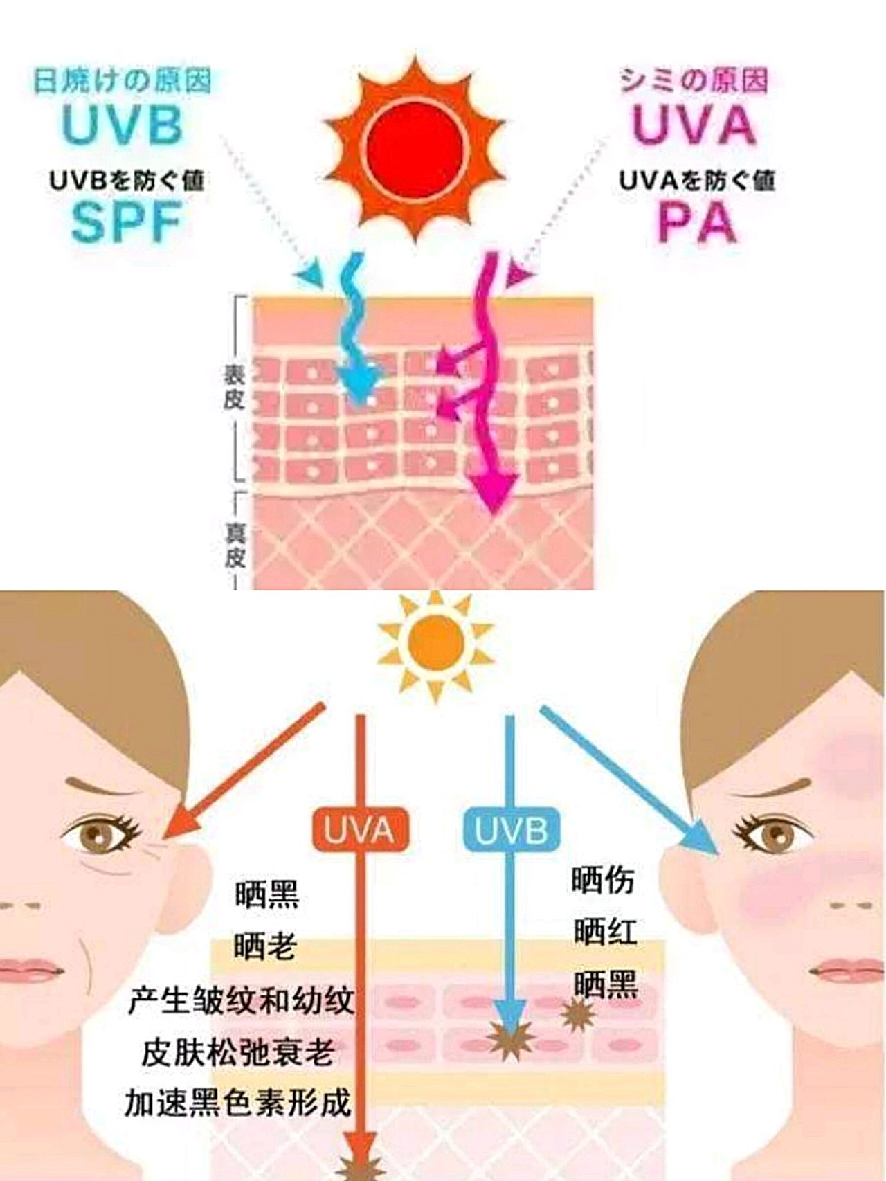 防晒备忘录看一下,紫外线当中的uva和uvb对皮_圈子-新氧美容整形
