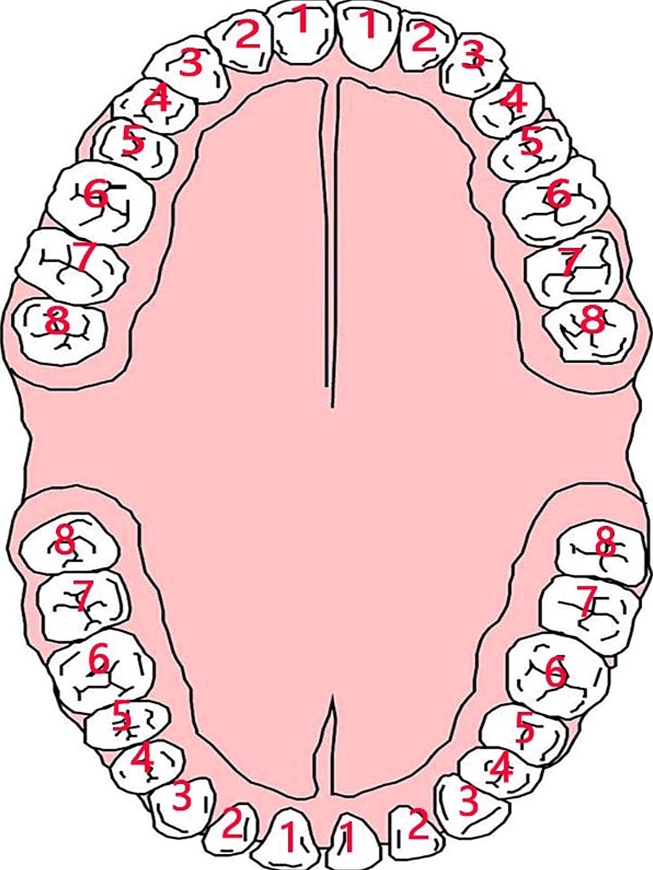6015正畸中的牙齿不是说拔就拔的,有着非常严格的标准_圈子-新氧