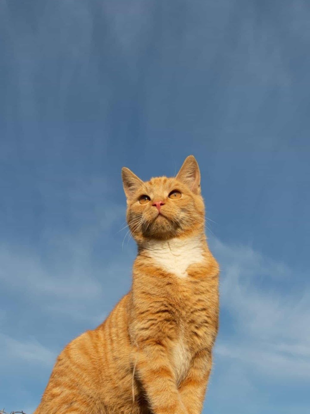 猫咪抬头望天的图片图片