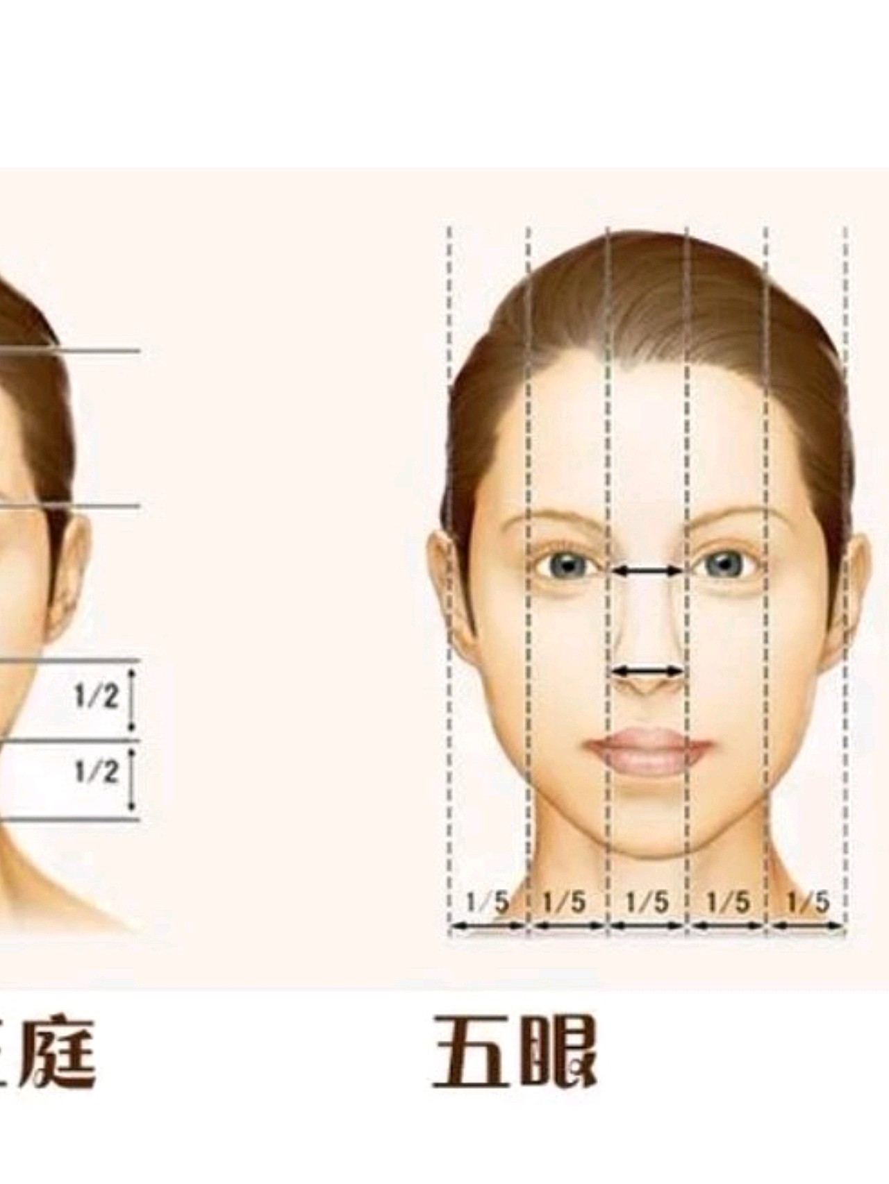 三庭五眼线图图片