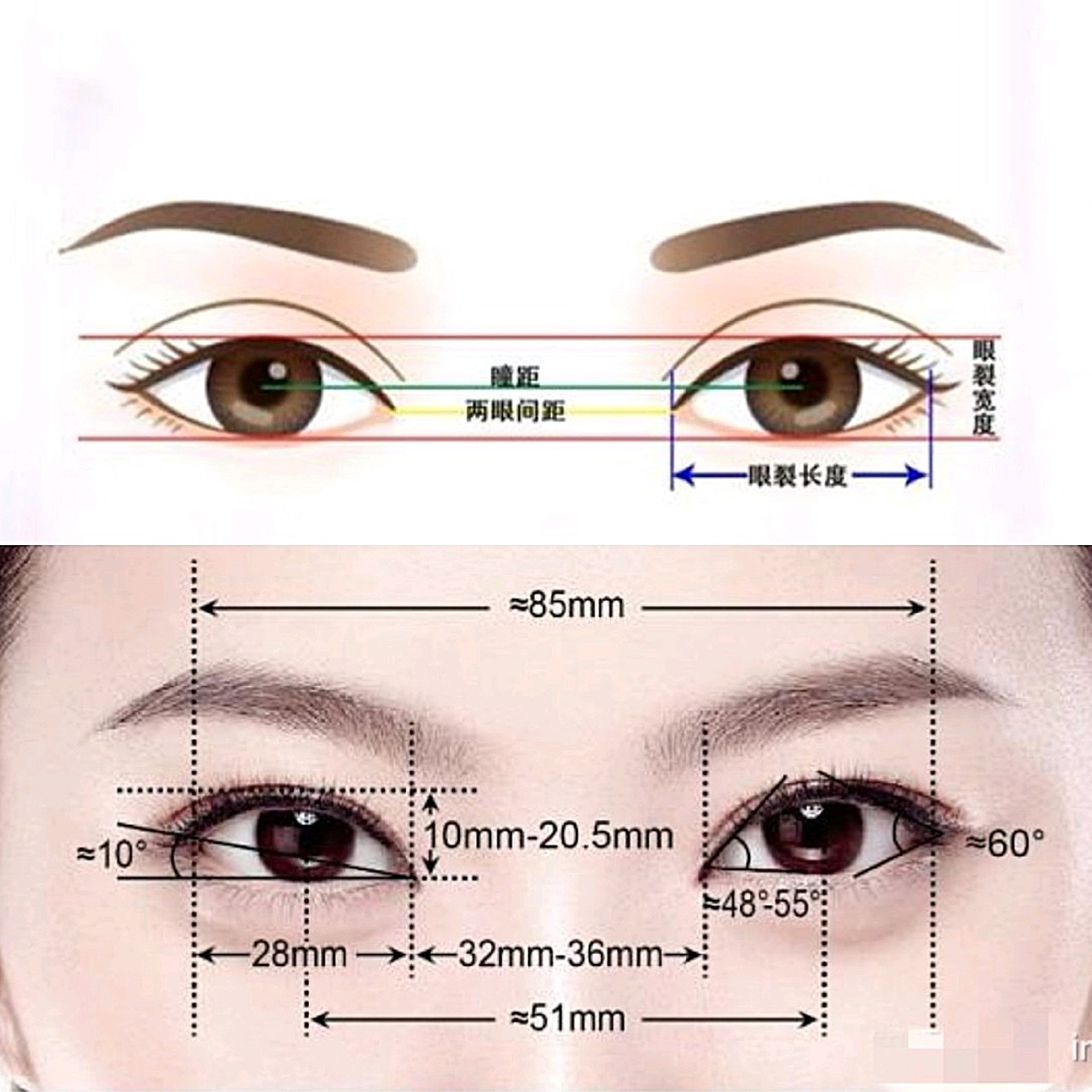 眼睛美学标准分析图图片