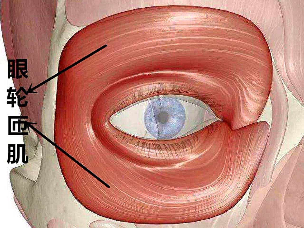 眼轮匝肌是面部表情肌肉之一,呈环状分布位于皮下组织与睑板之间,围绕