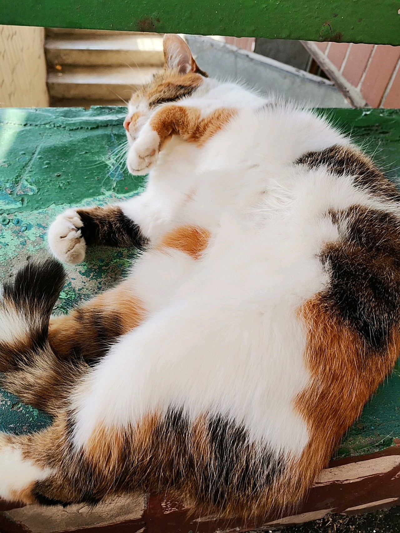 看看这大肥喵#万物皆可"爱"