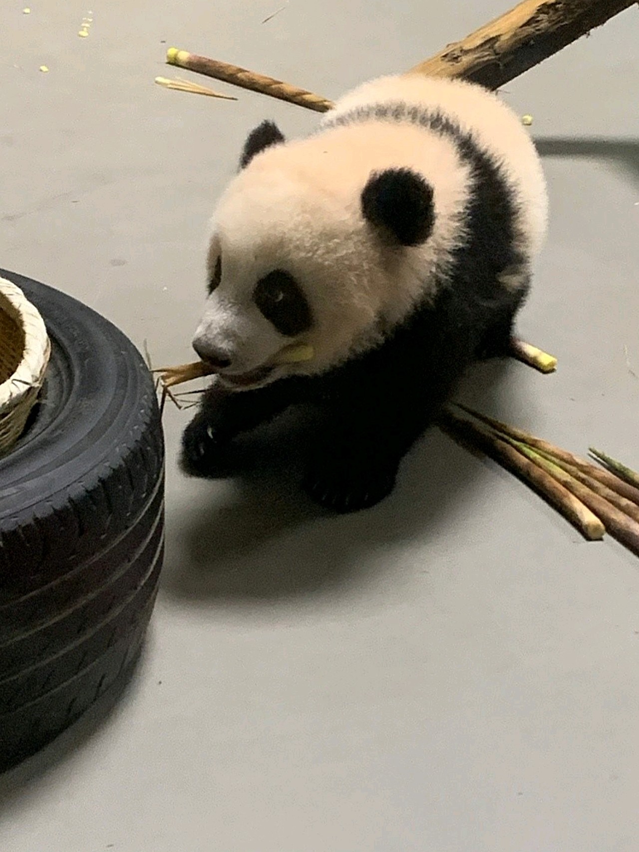 小熊貓是家裡養的,emm.小時候就覺得乳暈比較黑,_圈子-新氧美容整形