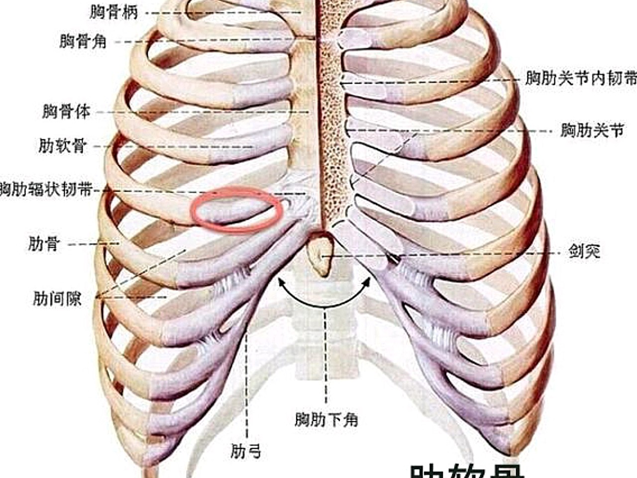 胸肋骨在哪个位置图片图片