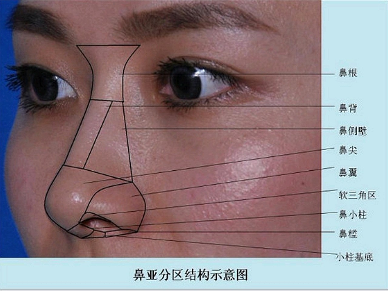 和你自己脸型搭配的鼻子就是最好的,但是通常来说鼻子有一个基础的