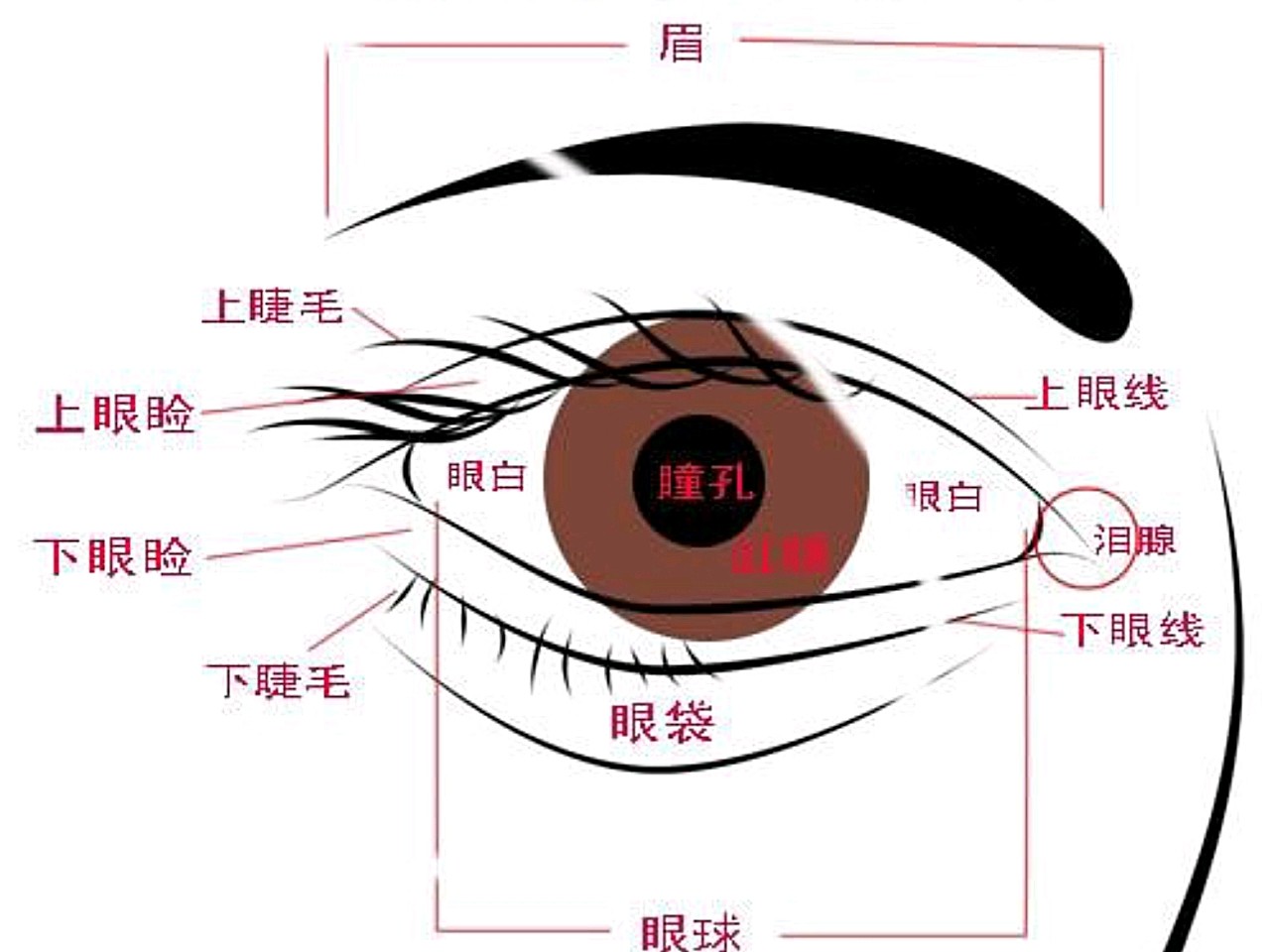 两眼外观大小不同,首先应该找出原因,并根据不同原因