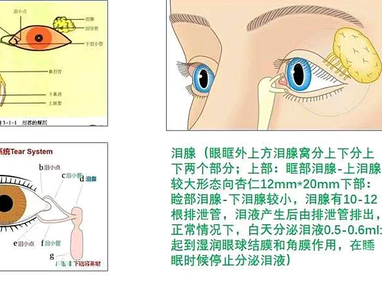 泪腺窝位置图图片