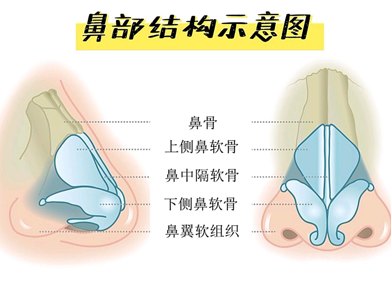 鼻子是面部立体感的关键,有的人鼻梁并不低,但是从正