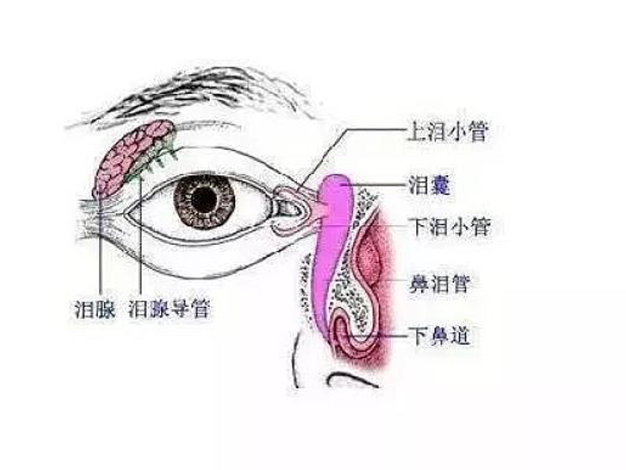 泪腺窝的位置图片图片