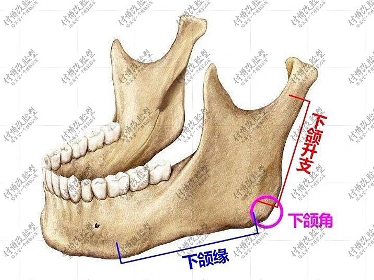 下颌升支是一块长方形的骨板,长度是耳垂下方到下颌角的距离