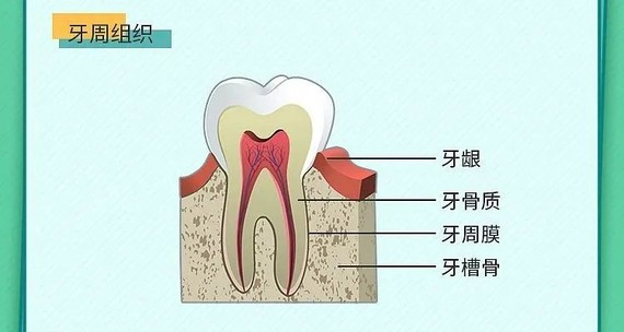 牙周组织模式图图片