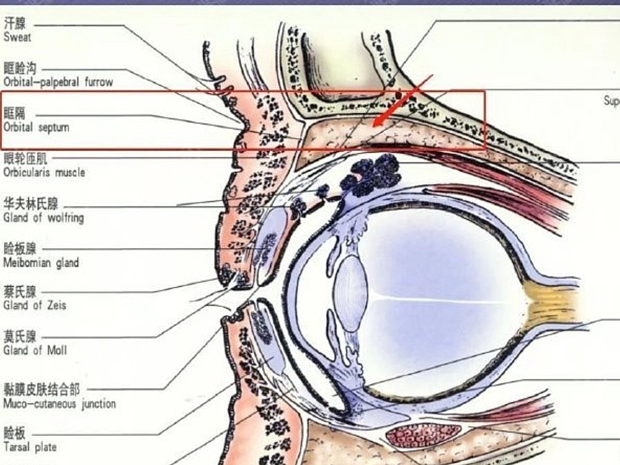 其实很多时候是下眼睑凹陷 — 眼球下移 — 上眼睑凹陷 — 上眼睑前突
