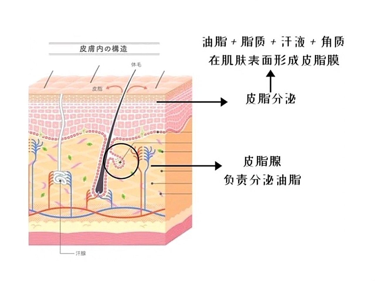 ◤皮脂腺分泌能力增强 皮脂腺的分泌能力比其他季节增加了10.