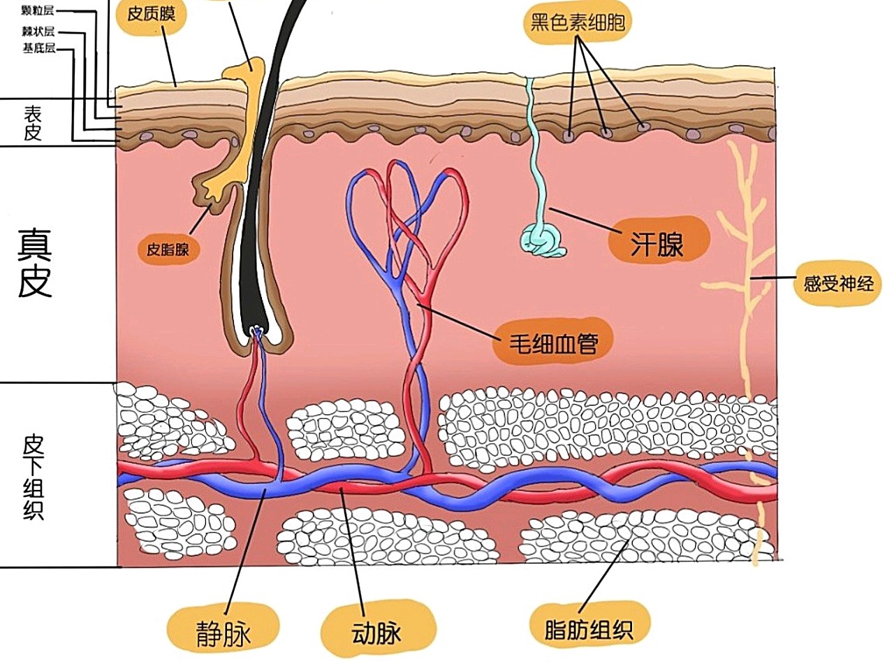 87射频非剥脱点阵激光75