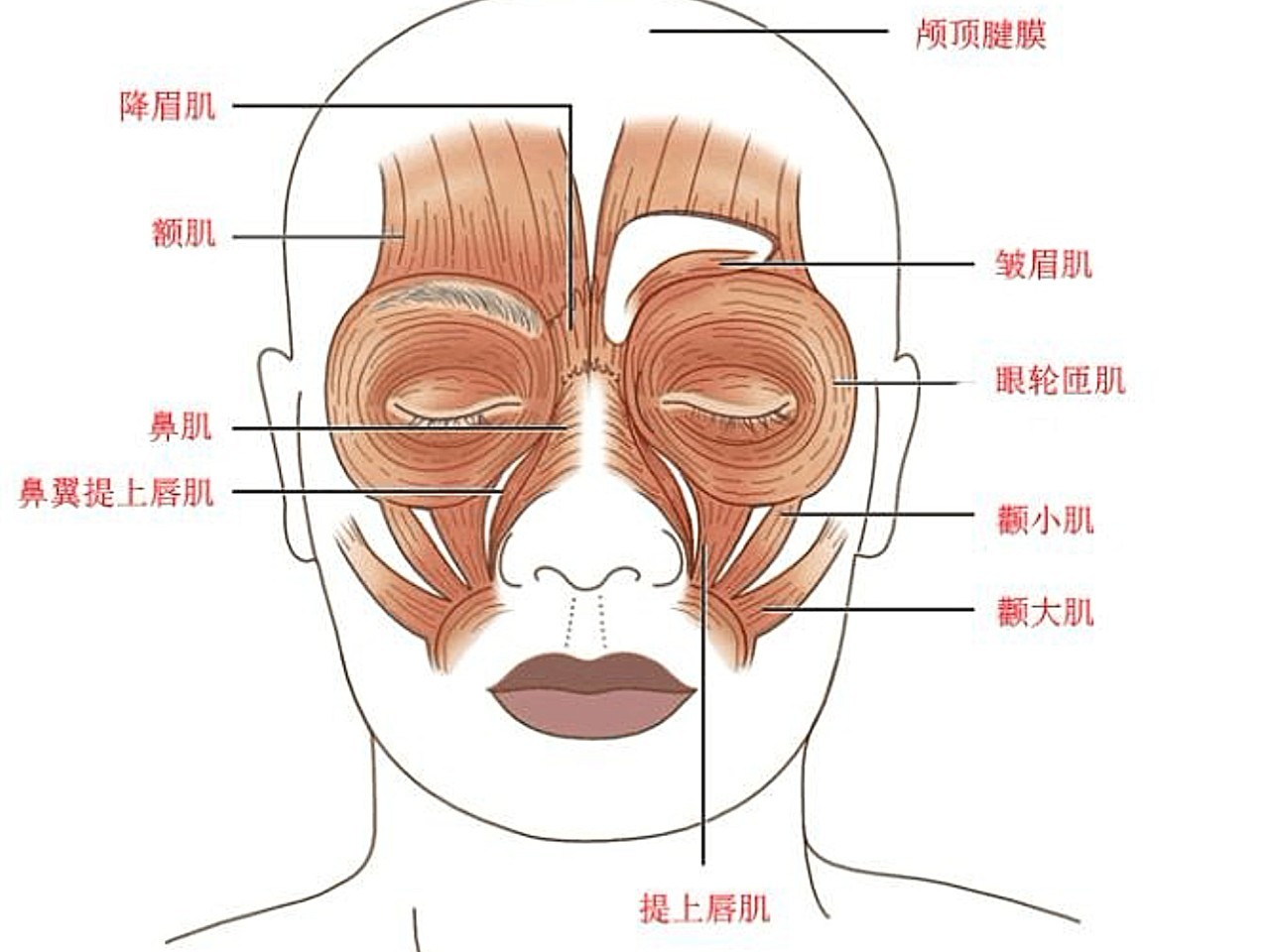 有一类求美者面中部表情尤为丰富笑起来肌肉牵拉很重而她们又在鼻基底