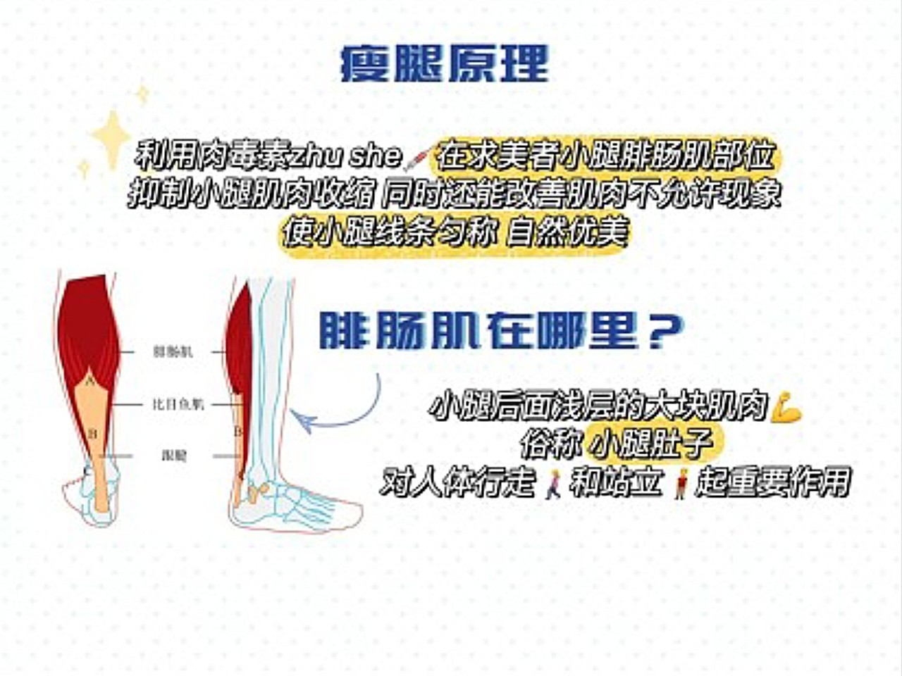 科普——瘦腿针