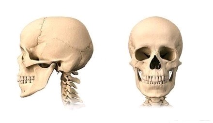 你的头型,脸型都是由你的头骨,面部骨骼决定的