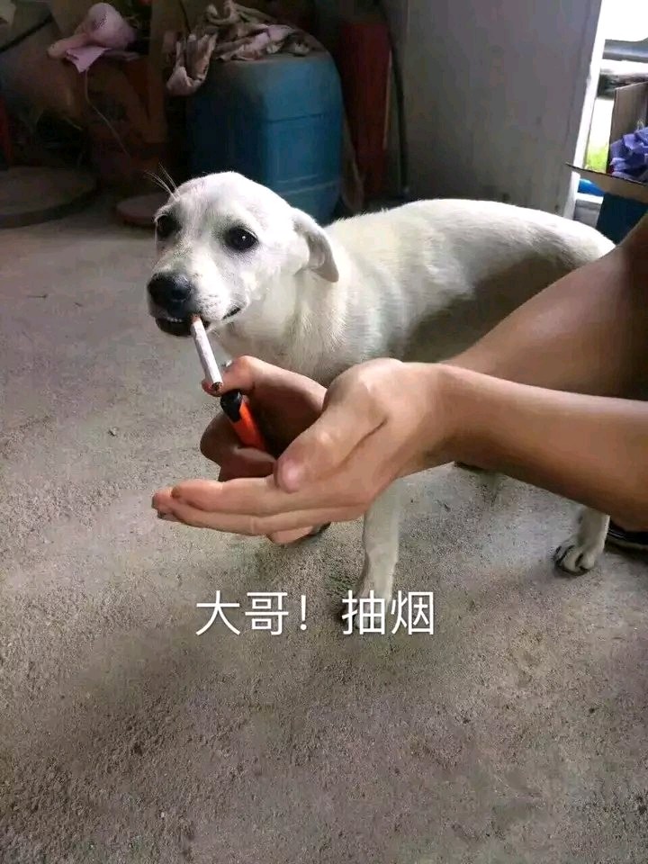 技术真的很好,动作很快.价格也非常好