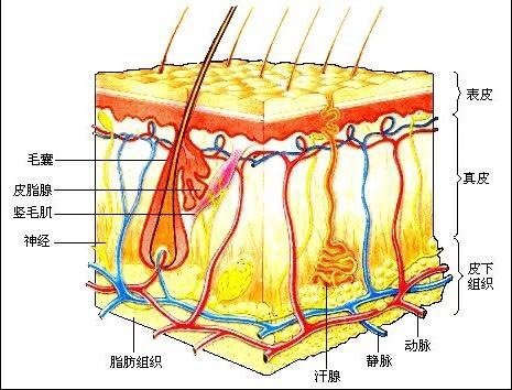 皮肤的三层结构图图片