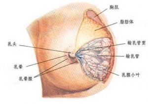 怀孕期乳房变化过程图片